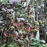 Strobilanthes sexennis var. hirtsutissima (Nees) C.B.Clarke